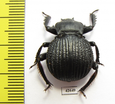 Gonopus sp.  South Africa Rep. - INSECTS-STORE.RU