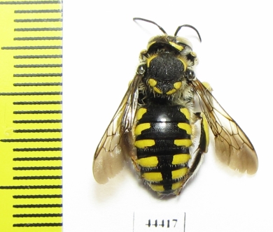 Hymenoptera sp.  Kazakhstan - INSECTS-STORE.RU