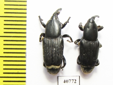 Curculionidae sp.  Thailand - INSECTS-STORE.RU