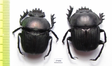 Kheper subaeneus  Togo - INSECTS-STORE.RU