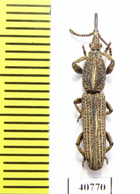 Brentidae sp.  Thailand - INSECTS-STORE.RU