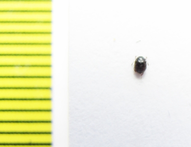 Sphindidae, Aspidiphorus orbiculatus  Russia, Tver reg. - INSECTS-STORE.RU