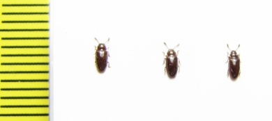 Erotylidae sp.  Malaysia - INSECTS-STORE.RU