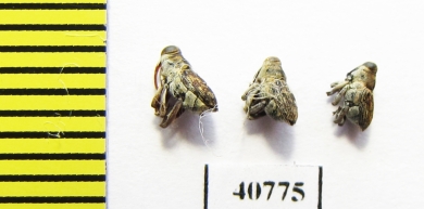 Curculionidae sp.  Peru - INSECTS-STORE.RU