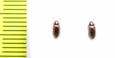 Erotylidae sp.  India - INSECTS-STORE.RU