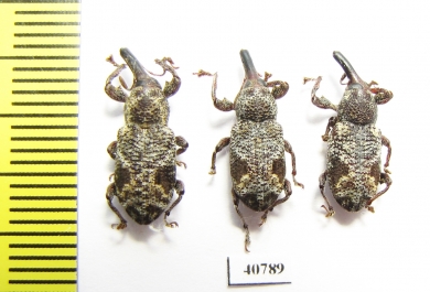 Curculionidae sp.  Peru - INSECTS-STORE.RU