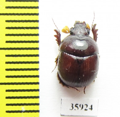 Bolboceratinae sp.  Tanzania - INSECTS-STORE.RU