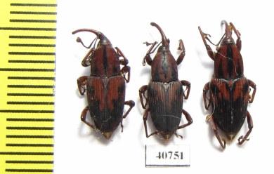 Curculionidae sp.  Peru - INSECTS-STORE.RU