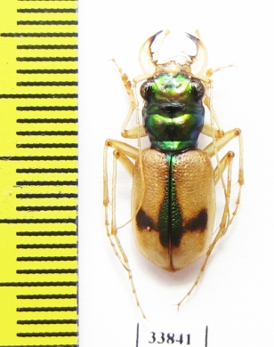 Megacephala crucigera, male  Australia - INSECTS-STORE.RU