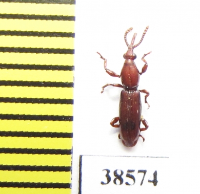 Brentidae sp.  Indonesia, Sumatra - INSECTS-STORE.RU