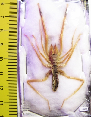 Arachnida, Solifugidae sp.  Kazakhstan - INSECTS-STORE.RU