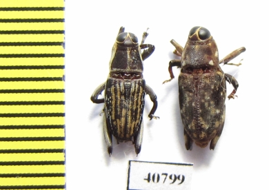 Curculionidae sp.  Peru - INSECTS-STORE.RU