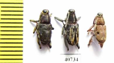 Curculionidae sp.  Peru - INSECTS-STORE.RU