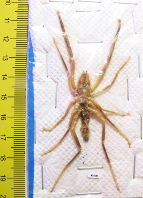 Arachnida, Solifugidae sp.  Kazakhstan - INSECTS-STORE.RU