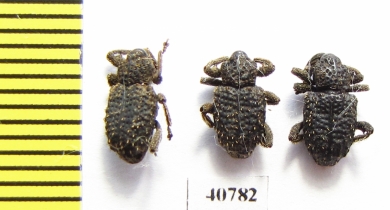 Curculionidae sp.  Peru - INSECTS-STORE.RU