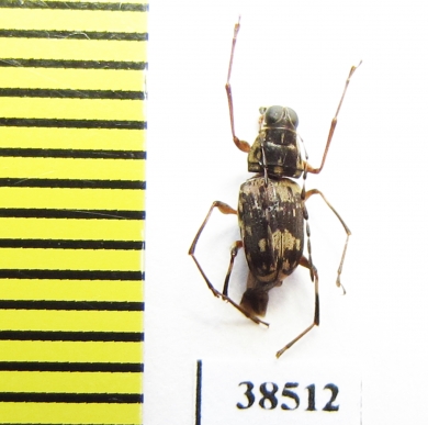 Anthribidae sp.  Indonesia, Sumatra - INSECTS-STORE.RU