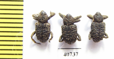 Curculionidae sp.  Peru - INSECTS-STORE.RU