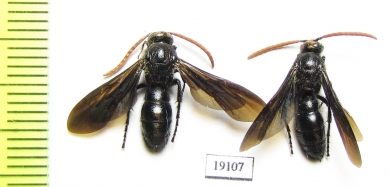 Scoliidae sp.  India, Goa - INSECTS-STORE.RU