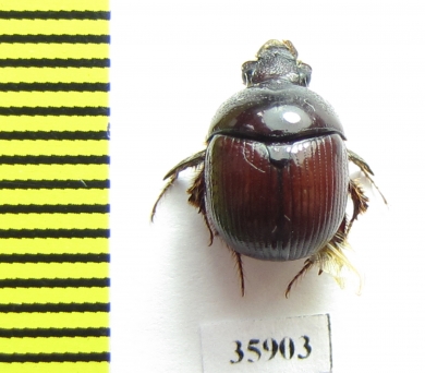 Bolboceratinae sp.  Tanzania - INSECTS-STORE.RU