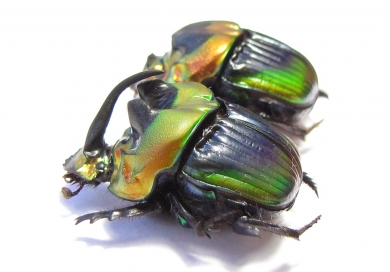 Phanaeus imperator, pair  Argentina - INSECTS-STORE.RU