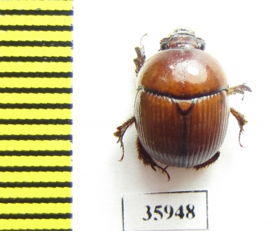 Bolboceratinae sp.  Tanzania - INSECTS-STORE.RU