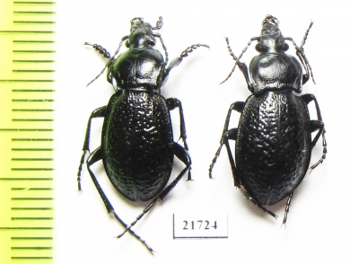Carabus (Semnocarabus) carbonicolor korolkowi, pair  Kazakhstan - INSECTS-STORE.RU