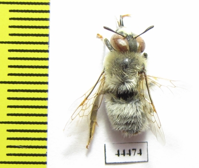 Hymenoptera sp.  Kazakhstan - INSECTS-STORE.RU