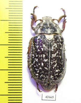 Polyphylla irrorata, male  Kazakhstan - INSECTS-STORE.RU