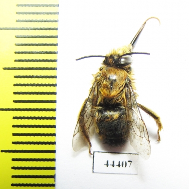 Hymenoptera sp.  Kazakhstan - INSECTS-STORE.RU