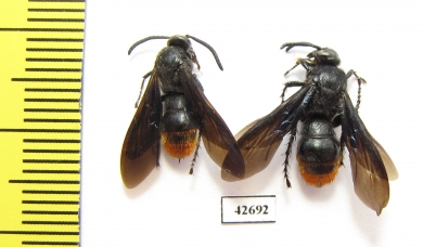 Scoliidae sp., pair  Kazakhstan - INSECTS-STORE.RU