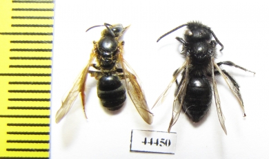 Hymenoptera sp.  Kazakhstan - INSECTS-STORE.RU