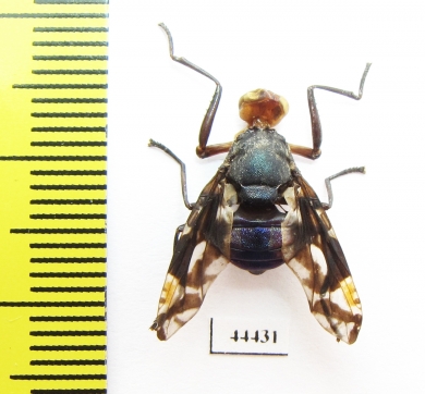 Diptera sp.  Indonesia, Kalimantan - INSECTS-STORE.RU