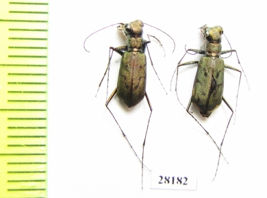 Myriochila jucunda  Oman - INSECTS-STORE.RU