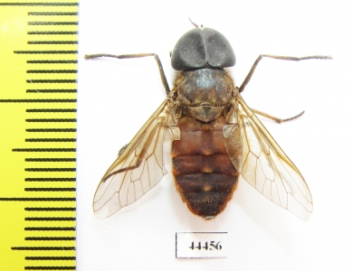 Diptera sp.  Indonesia, Kalimantan - INSECTS-STORE.RU