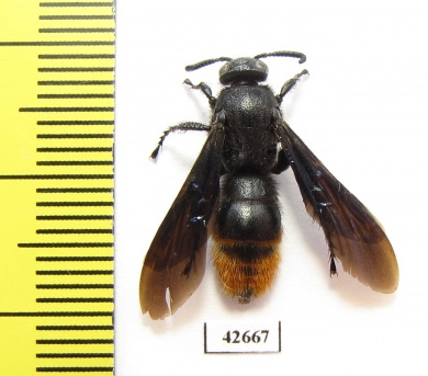 Scoliidae sp.  Kazakhstan - INSECTS-STORE.RU