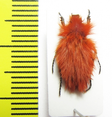 Pygopleurus koniae  Turkey, Tunceli prov. - INSECTS-STORE.RU