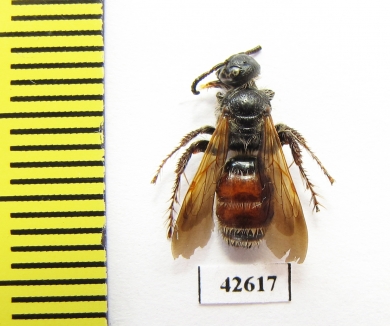 Hymenoptera sp.  Kazakhstan - INSECTS-STORE.RU