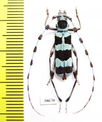 Rosalia coelestis, male  Russia, Far East - INSECTS-STORE.RU