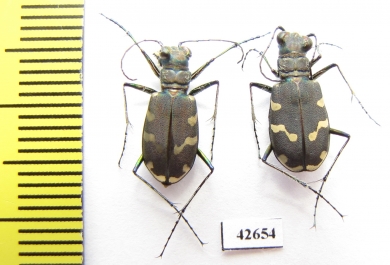 Cicindela songorica, pair  Kazakhstan - INSECTS-STORE.RU