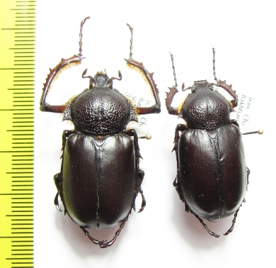 Propomacrus bimucronatus, pair  Iran, Bakhtiari prov. 34mm - INSECTS-STORE.RU