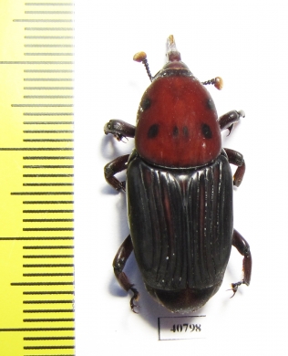 Curculionidae sp.  Thailand - INSECTS-STORE.RU