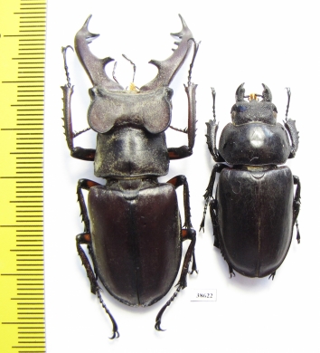 Lucanus dybowskyi, pair  Russia, Far East  62mm - INSECTS-STORE.RU