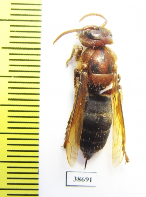 Vespa dybowskii  Russia, Far East - INSECTS-STORE.RU