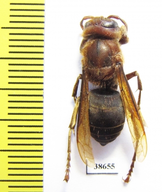 Vespa dybowskii  Russia, Far East - INSECTS-STORE.RU