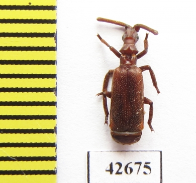 Paussinae sp.  South Africa Rep. - INSECTS-STORE.RU