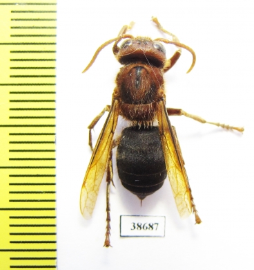 Vespa dybowskii  Russia, Far East - INSECTS-STORE.RU