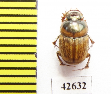 Onthophagus sp.  South Africa Rep. - INSECTS-STORE.RU