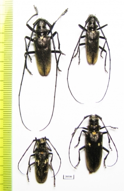 Monochamus urussovi, pair  Russia, Tver reg. - INSECTS-STORE.RU