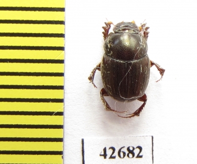 Onthophagus sp.  South Africa Rep. - INSECTS-STORE.RU