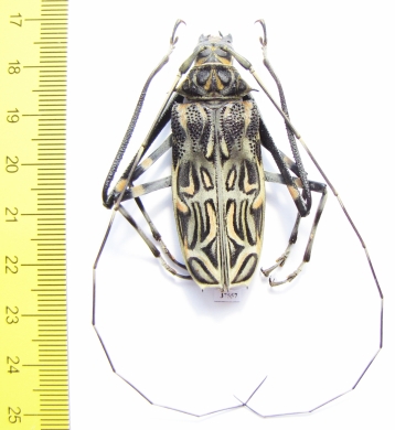 Acrocinus longimanus, male  Panama 50mm - INSECTS-STORE.RU